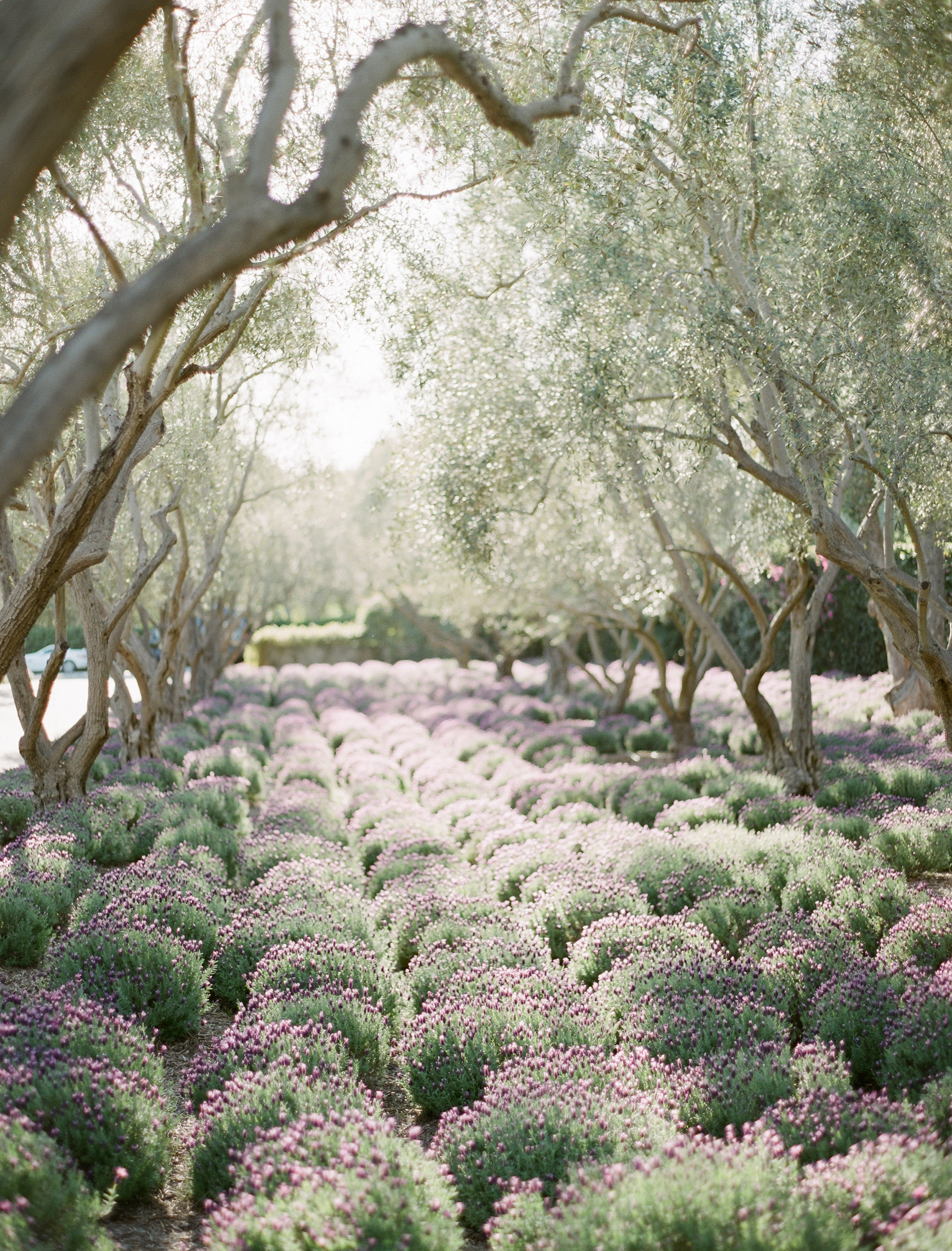 San Ysidro Ranch wedding photographer